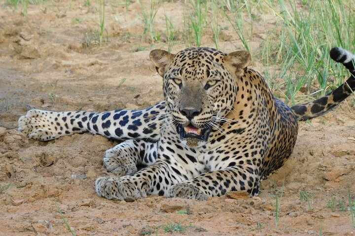 Yala National Park Safari Tours - Half Day & Full Day - Photo 1 of 9